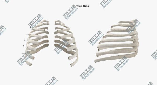 images/goods_img/20210312/Real Human Rib Cage Spine Calvicle and Scapula Bones Anatomy White 01 3D model/5.jpg